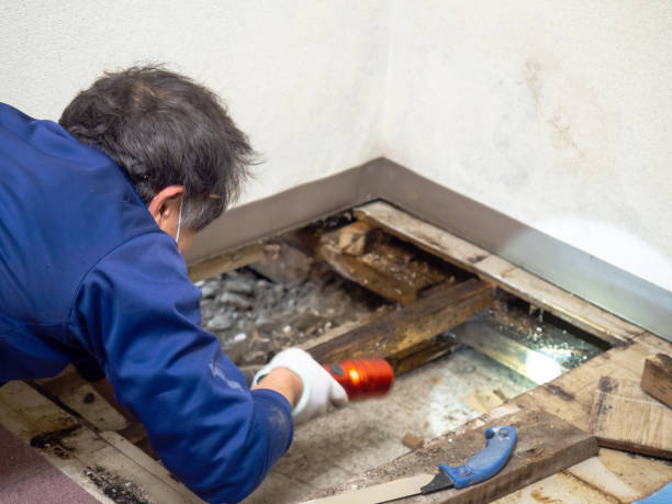 Best Office Mold Removal Services  in Spencerville, OH
