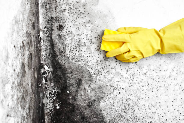 Best Local Mold Removal Service  in Spencerville, OH