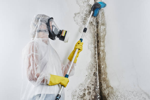 Best Black Mold Removal  in Spencerville, OH