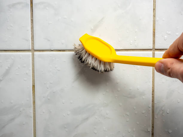 Best Toxic Mold Removal  in Spencerville, OH