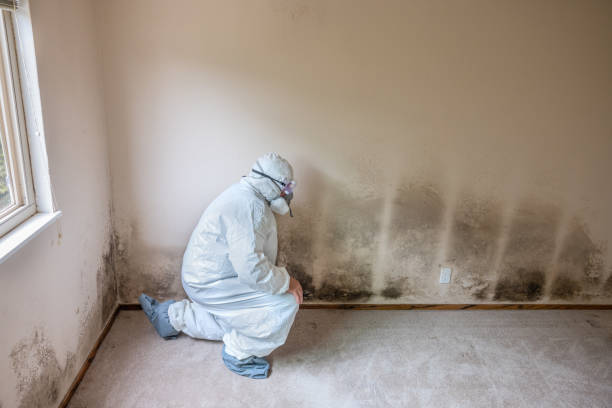 Best Mold Remediation Services  in Spencerville, OH