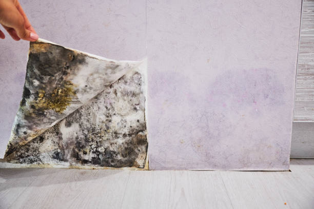 Best Mold Damage Repair  in Spencerville, OH